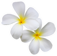 Two White Plumerias Sticker