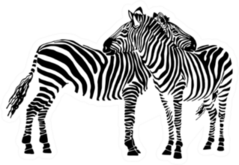 Two Zebras Standing Isolated On White Sticker