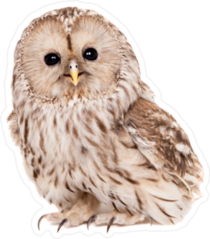 Ural Owl Photo Sticker