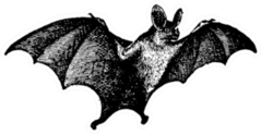 Vampire Bat Vintage Illustration Sticker