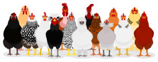 Various Chicken Group Sticker