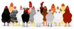 Various Chicken Group Sticker