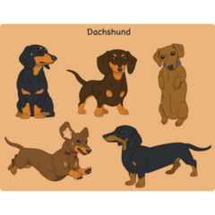 Various Dachshunds Sticker Sheet