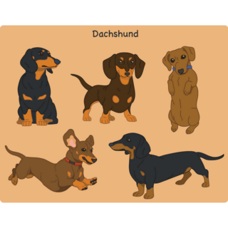 Various Dachshunds Sticker Sheet