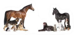 Various Pets And Horses As A Collage Sticker