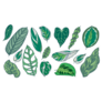 Various Tropical House Plant Leaves Illustration Sticker