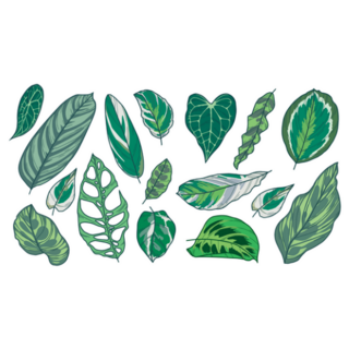 Various Tropical House Plant Leaves Illustration Sticker