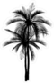 Vector Of Palm Tree Silhouette Sticker
