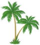 Vector Palm Trees With Green Leaves Sticker