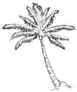 Vector Single Sketch Palm Tree Sticker