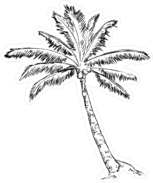 Vector Single Sketch Palm Tree Sticker