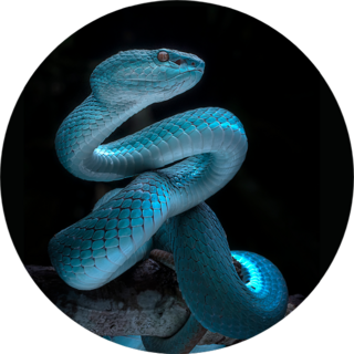 Venomous Viper Snake - Reptile/snake Blue Sticker