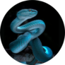 Venomous Viper Snake - Reptile/snake Blue Sticker