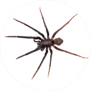 Very Dark And Hairy Spider Sticker