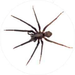 Very Dark And Hairy Spider Sticker