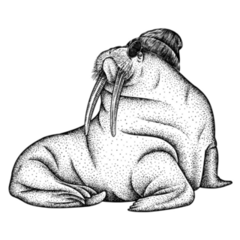 Vintage Chubby Walrus Sticker