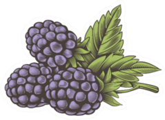 Vintage Color Blackberry Sticker