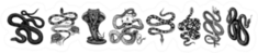 Vintage Snake Set Sticker