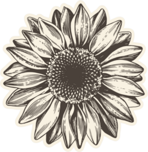 Vintage Sunflower Illustration Sticker