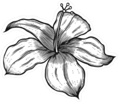 Vintage Woodcut Hibiscus Sticker