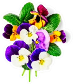 Viola Pansy Flower Bouquet Sticker