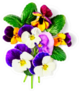 Viola Pansy Flower Bouquet Sticker
