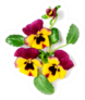 Viola Pansy Flower Creative Composition Sticker