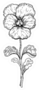 Viola Pansy Flower Sketch Drawing Sticker