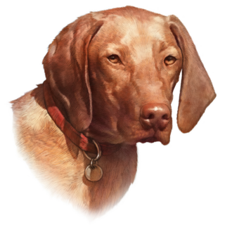 Vizsla  Dog Is Mans Best Sticker