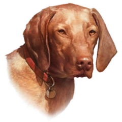 Vizsla  Dog Is Mans Best Sticker