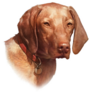 Vizsla  Dog Is Mans Best Sticker