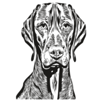 Vizsla Dog Lines Sticker