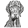 Vizsla Dog Lines Sticker