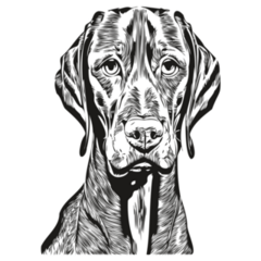 Vizsla Dog Lines Sticker
