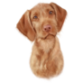 Vizsla Dog Puppy Portrait Sticker