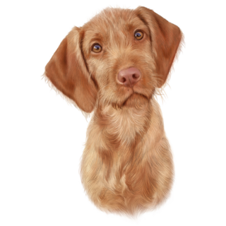 Vizsla Dog Puppy Portrait Sticker