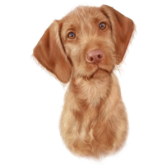 Vizsla Dog Puppy Portrait Sticker
