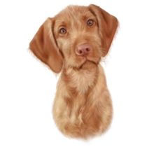 Vizsla Dog Puppy Portrait Sticker