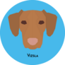 Vizsla Face On Blue Sticker