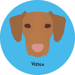 Vizsla Face On Blue Sticker