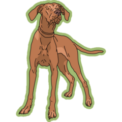 Vizsla Green Sticker