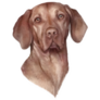 Vizsla Head Sticker