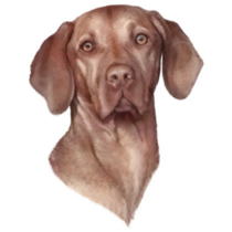Vizsla Head Sticker