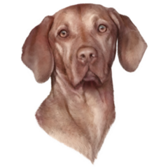 Vizsla Head Sticker