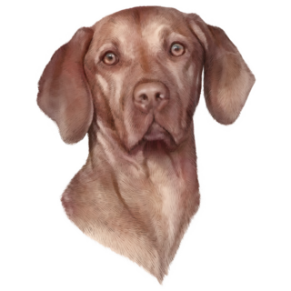 Vizsla Head Sticker