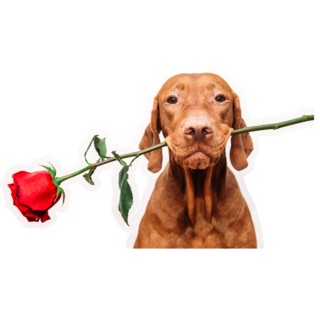 Vizsla Holds Rose Sticker