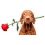 Vizsla Holds Rose Sticker