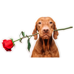 Vizsla Holds Rose Sticker