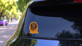 Vizsla Hoodie Orange Sticker on a Rear Car Window (New) example