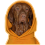 Vizsla Hoodie Orange Sticker
